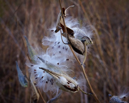 10-16e_Trout Brook Santuary Milkweed